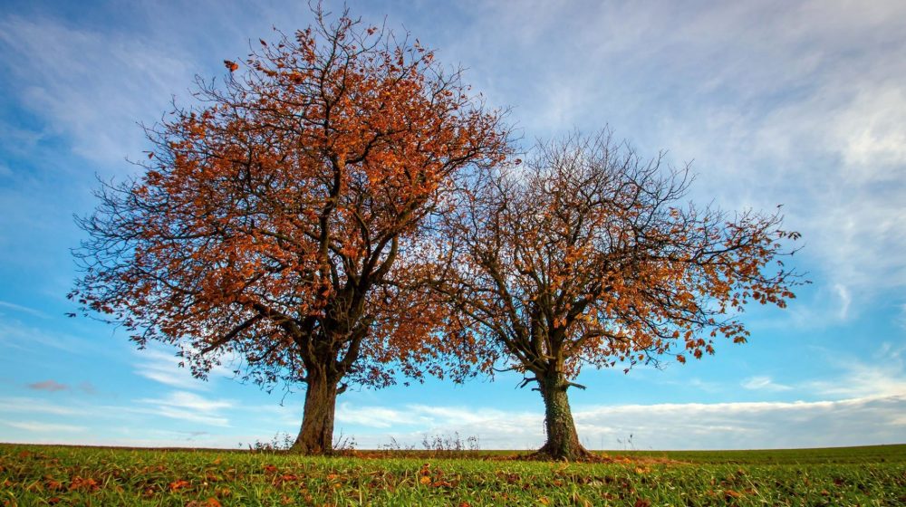 20181115_Automne7vallees_RonaldPiclin